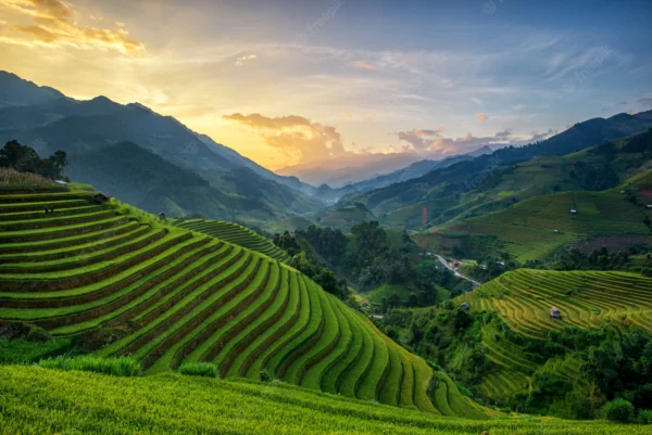 panorama-rice-fields-terraced-sunset-mu-cang-chai_130181-33.jpg