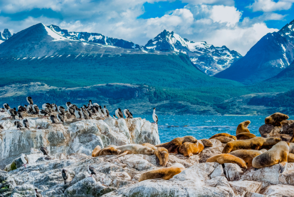 Sea Lion of the Beagle Channel Ushuaia