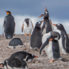 Penguins at Isla Martillo, Beagle Channel Ushuaia Patagonia Tier